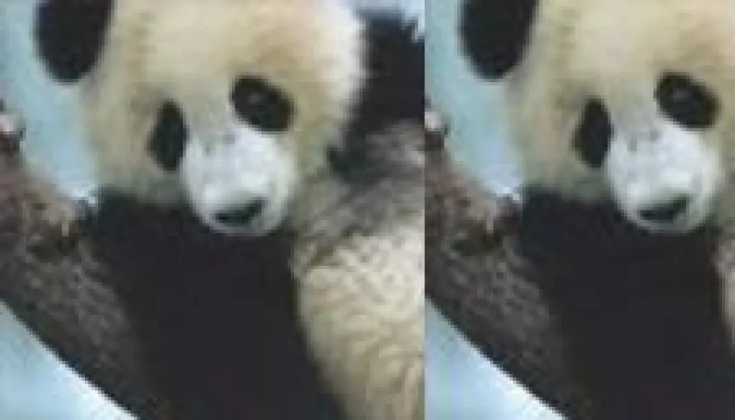 These two pictures show how one can trick a program based on deep learning. Even though they are extremely similar, a computer will believe that the one on the left shows a panda, while the one on the right shows a gibbon.
