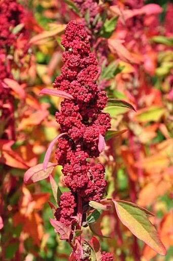 The quinoa plant with its beautiful flowers. The quinoa plant with its beautiful flowers.