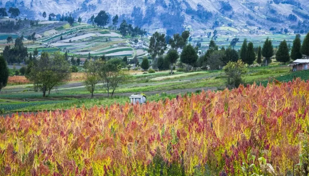 A quinoa field near Chimborazo, Ecuador.