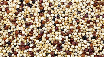 Quinoa is a super crop that can resist future climate change