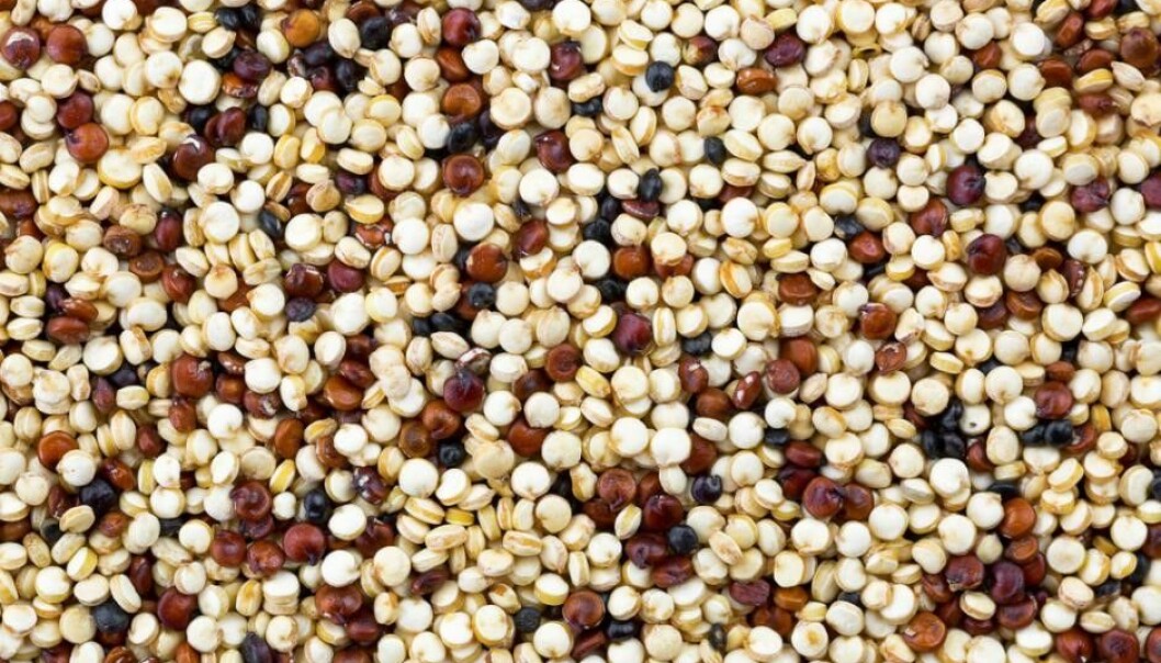 Can quinoa save the planet? A new research project supported by the Carlsberg Foundation is examining the possibilities presented by the healthy and robust plant.
