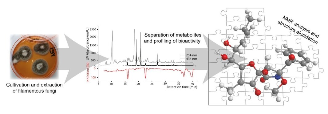 After having cultivated and extracted the filamentous fungus, the fungus' constituents are separated (indicated by absorbance at different wavelengths) using HPLC, after which the bioactive metabolites are pinpointed based on a bio-chromatogram (e.g., % inhibition). After isolating the bioactive metabolites, the structure is elucidated using 1D and 2D NMR spectra. After having cultivated and extracted the filamentous fungus, the fungus' constituents are separated (indicated by absorbance at different wavelengths) using HPLC, after which the bioactive metabolites are pinpointed based on a bio-chromatogram (e.g., % inhibition). After isolating the bioactive metabolites, the structure is elucidated using 1D and 2D NMR spectra.