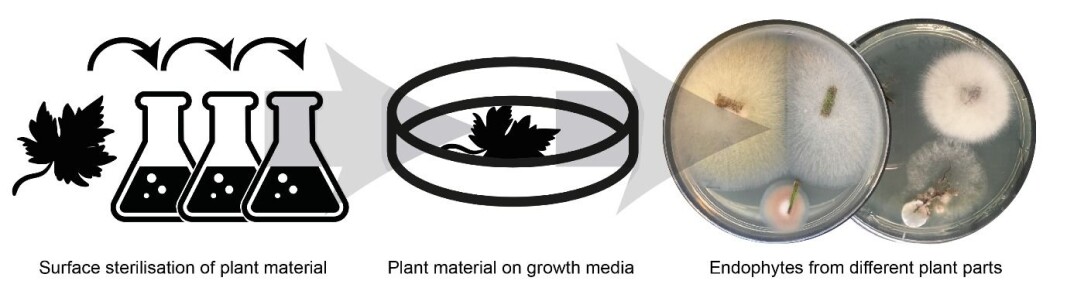 After the surface sterilisation of the plant material, the endophytic fungi can be lured out of the plant by placing small pieces of the plant material on nutrient-rich growth media. After the surface sterilisation of the plant material, the endophytic fungi can be lured out of the plant by placing small pieces of the plant material on nutrient-rich growth media.