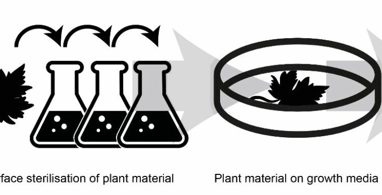 After the surface sterilisation of the plant material, the endophytic fungi can be lured out of the plant by placing small pieces of the plant material on nutrient-rich growth media.