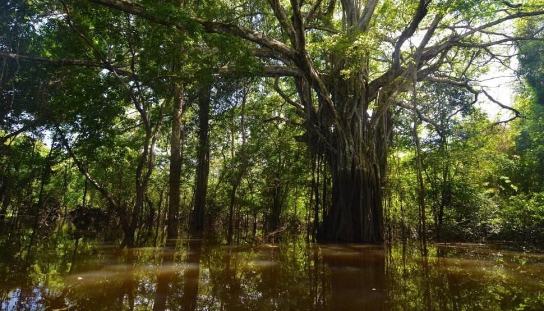 The 'holy bark' of the Amazon jungle, which has been used to cure malaria, is an example of nature as a medical treasure trove. The 'holy bark' of the Amazon jungle, which has been used to cure malaria, is an example of nature as a medical treasure trove.