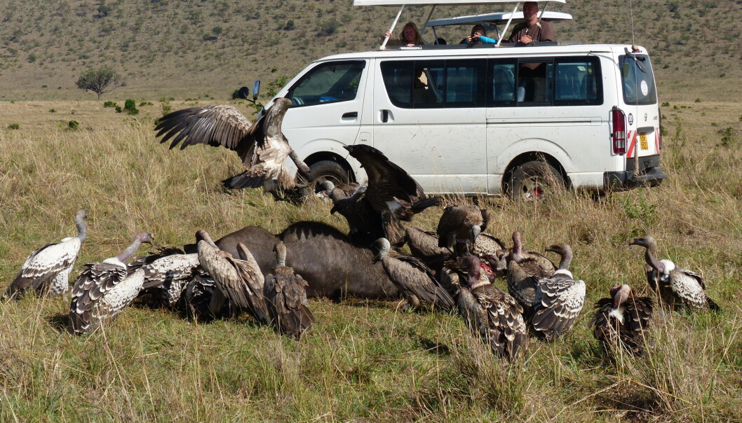 In the West, we see Africa as wild and dangerous, among other things, and this wildness must
be protected so we can experience it up close– even if it costs African lives. In the West, we see Africa as wild and dangerous, among other things, and this wildness must
be protected so we can experience it up close– even if it costs African lives.