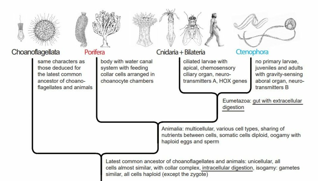 Figure 2. Animal phylogeny according to the ‘Porifera first’ hypothesis. This tree implies no branches without characters and no convergent evolutions and no major losses of ‘useful’ characters.