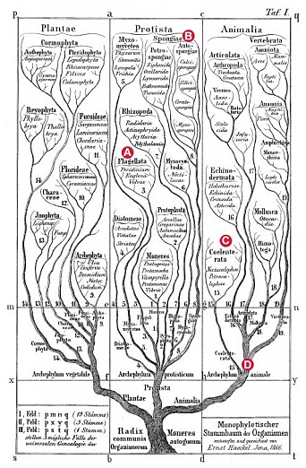 Figure 1. The first phylogenetic tree, drawn by Ernst Haeckel in 1866. The positions of the main groups discussed here are indicated: A, Choanoflagellata. B, Porifera (sponges). C, Ctenophora (comb jellies). D, Eumetazoa: Cnidaria (polyps and medusae) + Bilateria (‘higher’ animals). Figure 1. The first phylogenetic tree, drawn by Ernst Haeckel in 1866. The positions of the main groups discussed here are indicated: A, Choanoflagellata. B, Porifera (sponges). C, Ctenophora (comb jellies). D, Eumetazoa: Cnidaria (polyps and medusae) + Bilateria (‘higher’ animals).