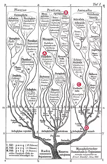 Figure 1. The first phylogenetic tree, drawn by Ernst Haeckel in 1866. The positions of the main groups discussed here are indicated: A, Choanoflagellata. B, Porifera (sponges). C, Ctenophora (comb jellies). D, Eumetazoa: Cnidaria (polyps and medusae) + Bilateria (‘higher’ animals).