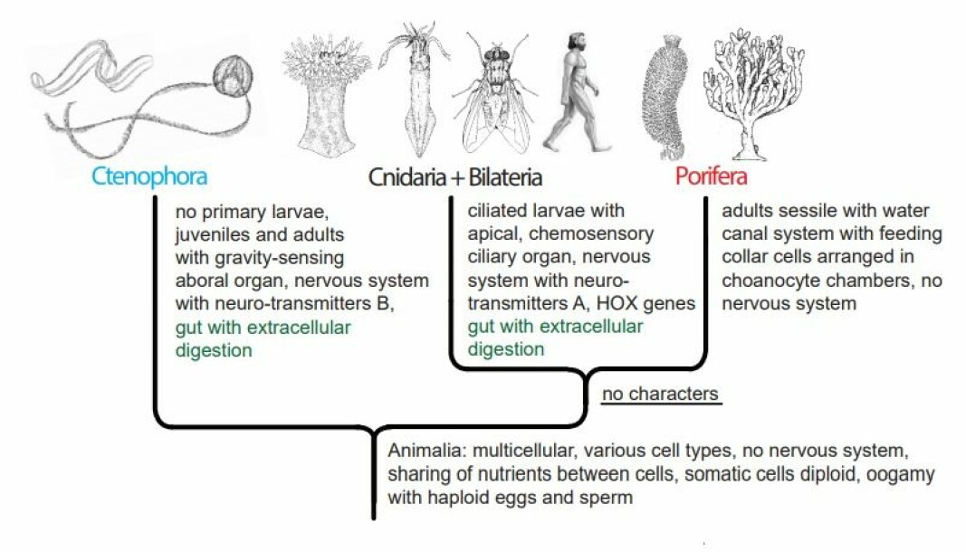 Figure 3. Animal phylogeny according to the ‘Ctenophora first’ hypothesis (Alternative A), with implied independent evolution of gut with extracellular digestion in Cnidaria and in the ‘higher animals’.