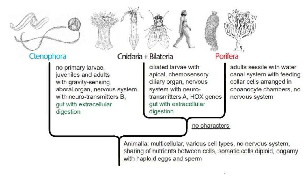 Figure 3. Animal phylogeny according to the ‘Ctenophora first’ hypothesis (Alternative A), with implied independent evolution of gut with extracellular digestion in Cnidaria and in the ‘higher animals’. Figure 3. Animal phylogeny according to the ‘Ctenophora first’ hypothesis (Alternative A), with implied independent evolution of gut with extracellular digestion in Cnidaria and in the ‘higher animals’.