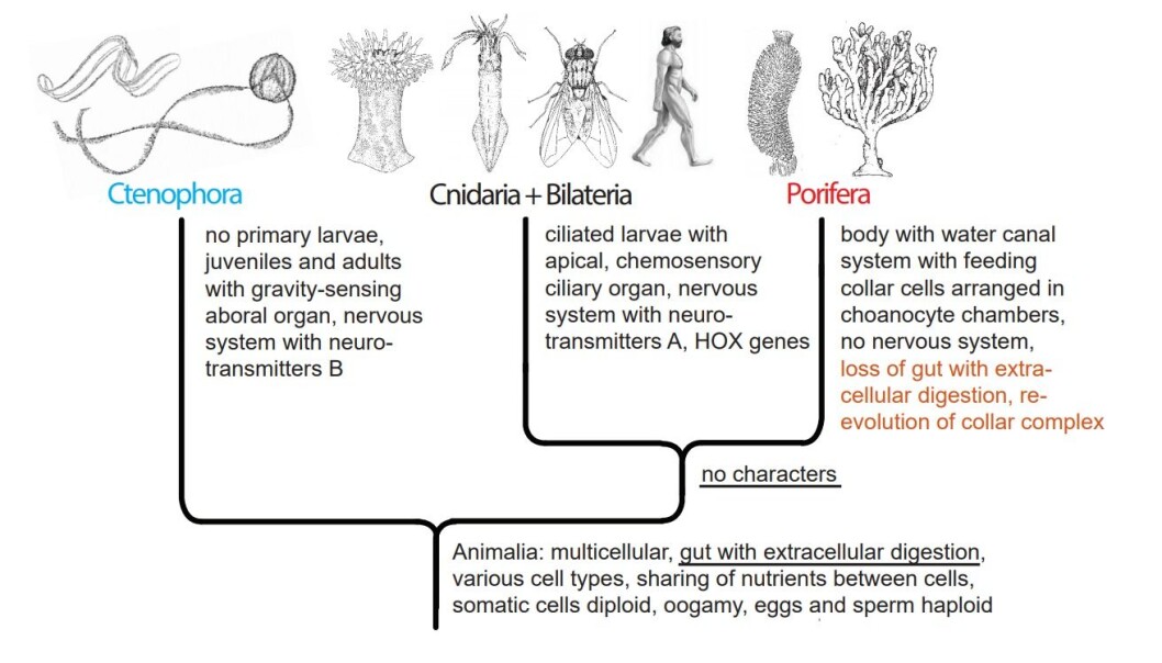 Figure 4. Animal phylogeny according to the ‘Ctenophora first’ hypothesis (Alternative B), with implied loss of the gut with extracellular digestion in the Porifera. Figure 4. Animal phylogeny according to the ‘Ctenophora first’ hypothesis (Alternative B), with implied loss of the gut with extracellular digestion in the Porifera.