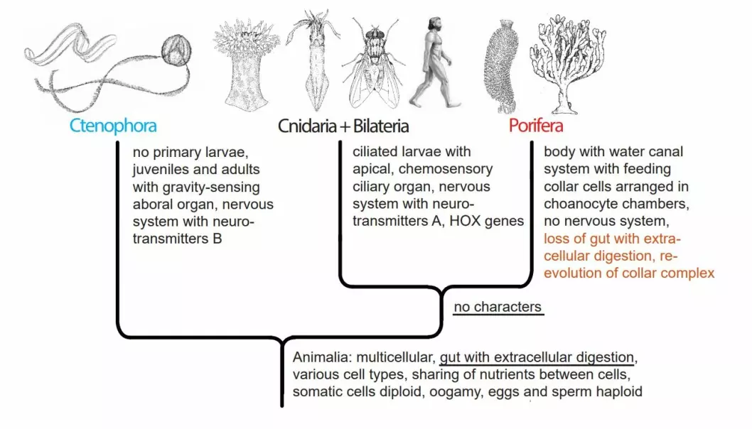 Figure 4. Animal phylogeny according to the ‘Ctenophora first’ hypothesis (Alternative B), with implied loss of the gut with extracellular digestion in the Porifera.