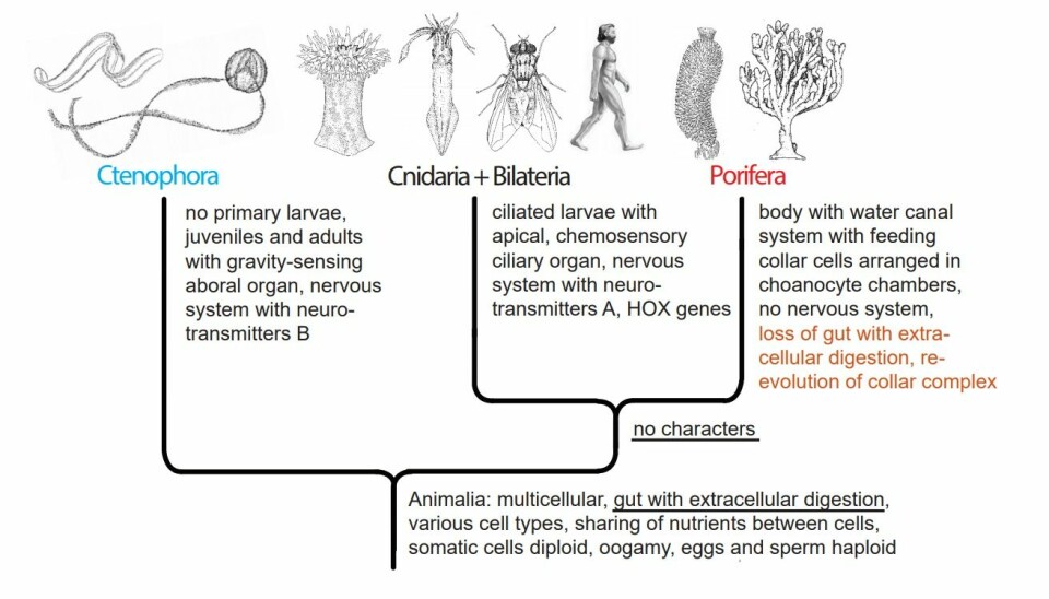 Figure 4. Animal phylogeny according to the ‘Ctenophora first’ hypothesis (Alternative B), with implied loss of the gut with extracellular digestion in the Porifera.