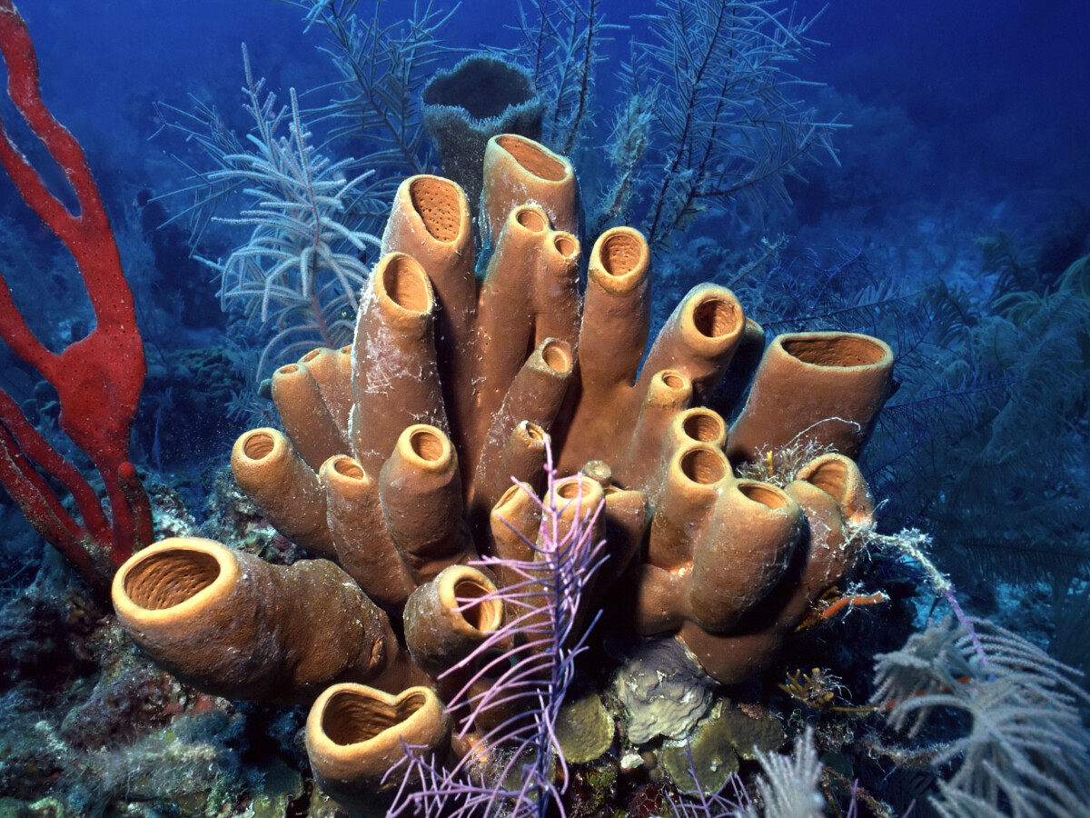 Who came first, sponges or comb jellies? Who came first, sponges or comb jellies?