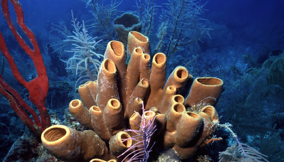 'Morphology gives strong support to the classical Porifera-first theory, saying that the sponges were the first side branch on the animal evolutionary tree' Claus Nielsen writes.