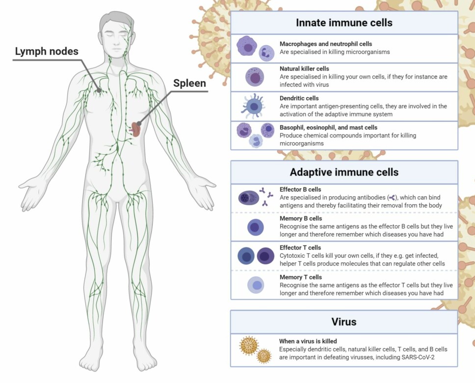 Your immune system is made of several different types of immune cells which are all important for the system to work properly.