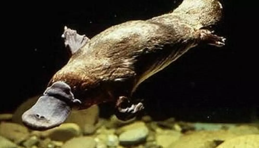 The majestic Platypus (Ornithorhynchus anatinus) swimming in its freshwater habitat. Platypuses can only be found on the island of Tasmania and the eastern and south-eastern coasts of Australia.