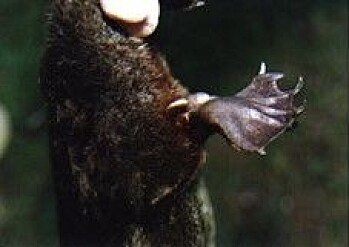 The male platypus has a spur attached to the hind legs which it uses to fight other male platypuses during the breeding season. The male platypus has a spur attached to the hind legs which it uses to fight other male platypuses during the breeding season.