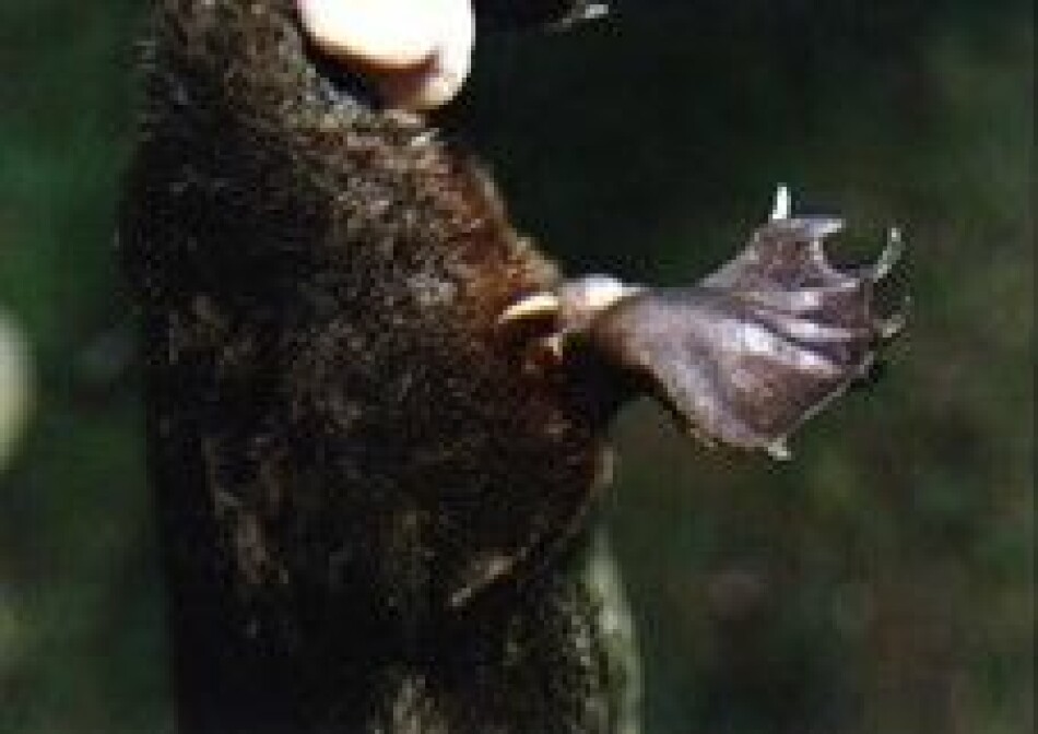 The male platypus has a spur attached to the hind legs which it uses to fight other male platypuses during the breeding season.