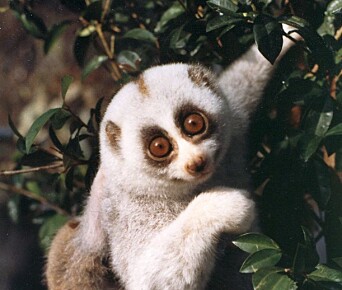 A Bengal slow loris (Nycticebus bengalensis) foraging for food in the trees. A Bengal slow loris (Nycticebus bengalensis) foraging for food in the trees.