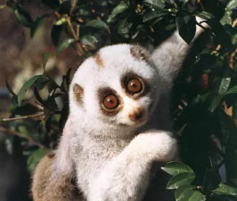 A Bengal slow loris (Nycticebus bengalensis) foraging for food in the trees.