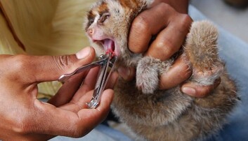 A young Sundra slow loris (Nycticebus coucang) having its teeth cut in preparation to be sold in the pet trade. This practice is very distressing and painful for the animal. This practice can also lead to infection and ultimately death. A young Sundra slow loris (Nycticebus coucang) having its teeth cut in preparation to be sold in the pet trade. This practice is very distressing and painful for the animal. This practice can also lead to infection and ultimately death.