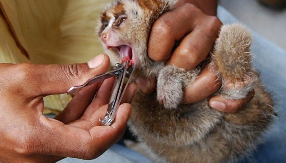 A young Sundra slow loris (Nycticebus coucang) having its teeth cut in preparation to be sold in the pet trade. This practice is very distressing and painful for the animal. This practice can also lead to infection and ultimately death.