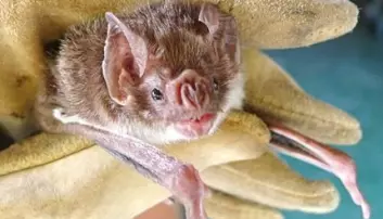 A common vampire bat (Desmodus rotundus), one of three vampire bat species alive today. The common vampire bat is native to Latin America and feeds exclusively on blood (haematophagy).