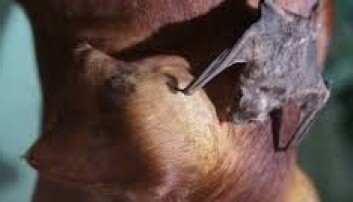 A taxidermy display of how a common vampire bat (Desmondus rotundus) would feed upon a pig from the Natural History Museum in Vienna. A taxidermy display of how a common vampire bat (Desmondus rotundus) would feed upon a pig from the Natural History Museum in Vienna.
