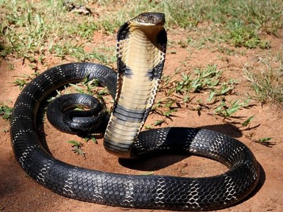 Figure 4. The cobra’s venom is very lethal and the main component in the venom is α-cobratoxin that causes paralysis.