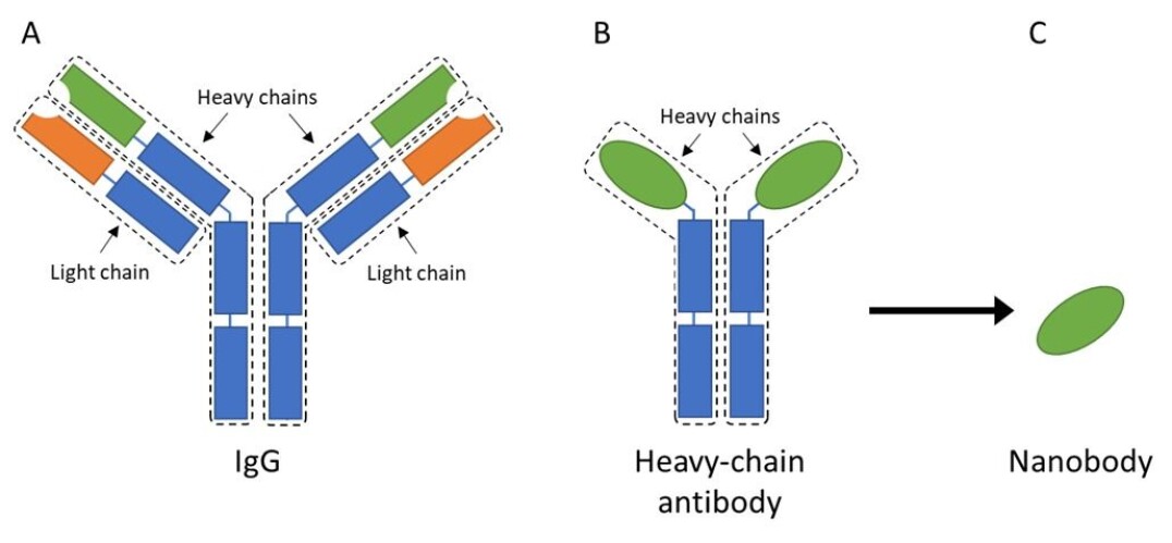 Figure 2. A) IgG is a fairly large and complex protein that consists of four different chains; two heavy-chains and two light chains. These chains are further divided into constant regions (blue) and variable regions (orange on the light chains and green on the heavy chains). B) A heavy-chain antibody only consists of two heavy-chains, but it still has constant (blue) and variable regions (green). C) From the heavy-chain antibody, it is possible to isolate the variable region, which then is known as a single-domain antibody or nanobody. Figure 2. A) IgG is a fairly large and complex protein that consists of four different chains; two heavy-chains and two light chains. These chains are further divided into constant regions (blue) and variable regions (orange on the light chains and green on the heavy chains). B) A heavy-chain antibody only consists of two heavy-chains, but it still has constant (blue) and variable regions (green). C) From the heavy-chain antibody, it is possible to isolate the variable region, which then is known as a single-domain antibody or nanobody.