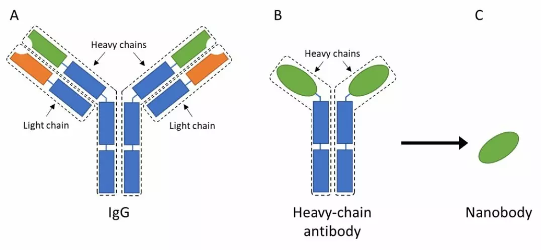 Figure 2. A) IgG is a fairly large and complex protein that consists of four different chains; two heavy-chains and two light chains. These chains are further divided into constant regions (blue) and variable regions (orange on the light chains and green on the heavy chains). B) A heavy-chain antibody only consists of two heavy-chains, but it still has constant (blue) and variable regions (green). C) From the heavy-chain antibody, it is possible to isolate the variable region, which then is known as a single-domain antibody or nanobody.