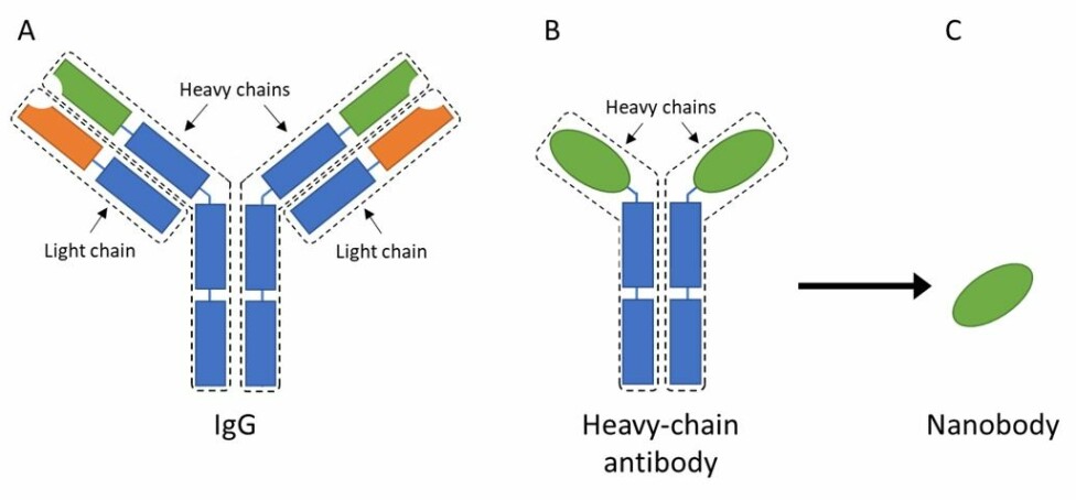 Figure 2. A) IgG is a fairly large and complex protein that consists of four different chains; two heavy-chains and two light chains. These chains are further divided into constant regions (blue) and variable regions (orange on the light chains and green on the heavy chains). B) A heavy-chain antibody only consists of two heavy-chains, but it still has constant (blue) and variable regions (green). C) From the heavy-chain antibody, it is possible to isolate the variable region, which then is known as a single-domain antibody or nanobody.
