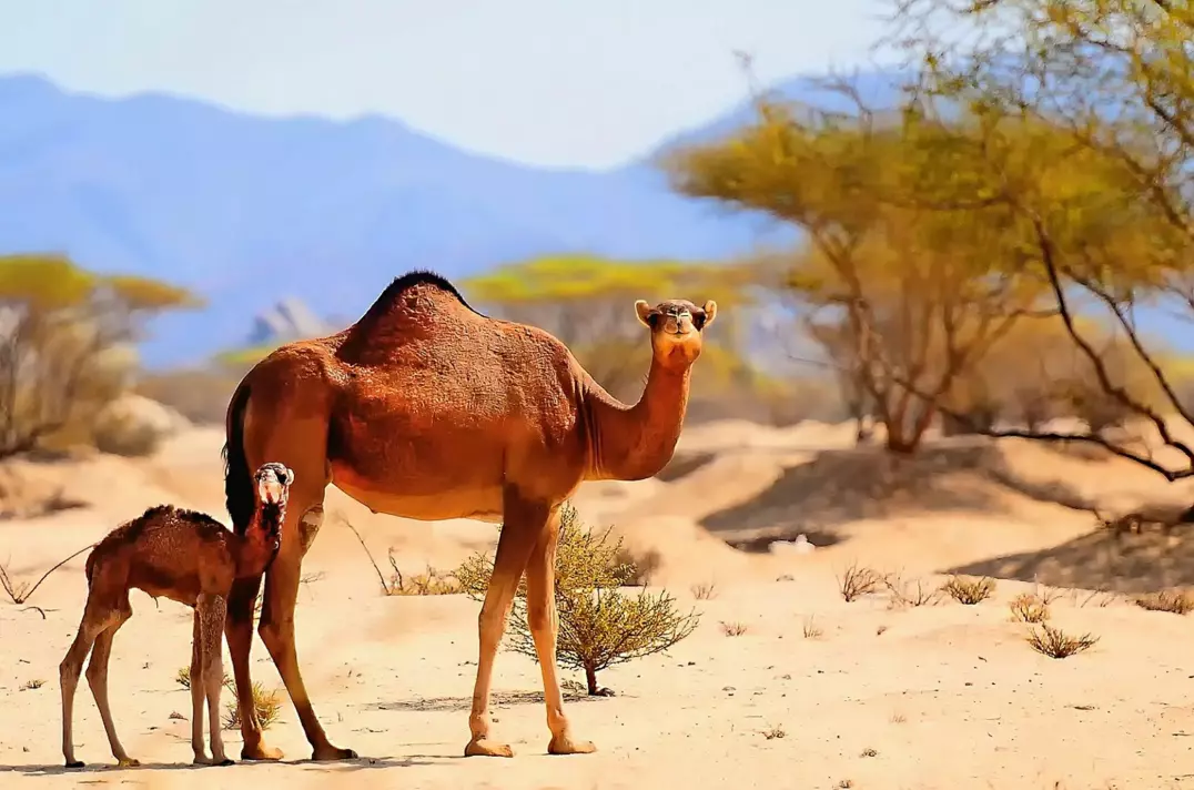 Figure 1. Two dromedary camels (Camelus dromedaries) in the desert.