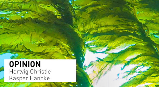 Kelp products could surround us in the future - but how sustainable will the industry be? Kelp products could surround us in the future - but how sustainable will the industry be?