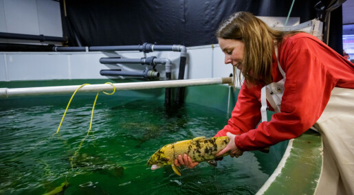 Controversial CRISPR-method used to make farmed salmon sterile Controversial CRISPR-method used to make farmed salmon sterile