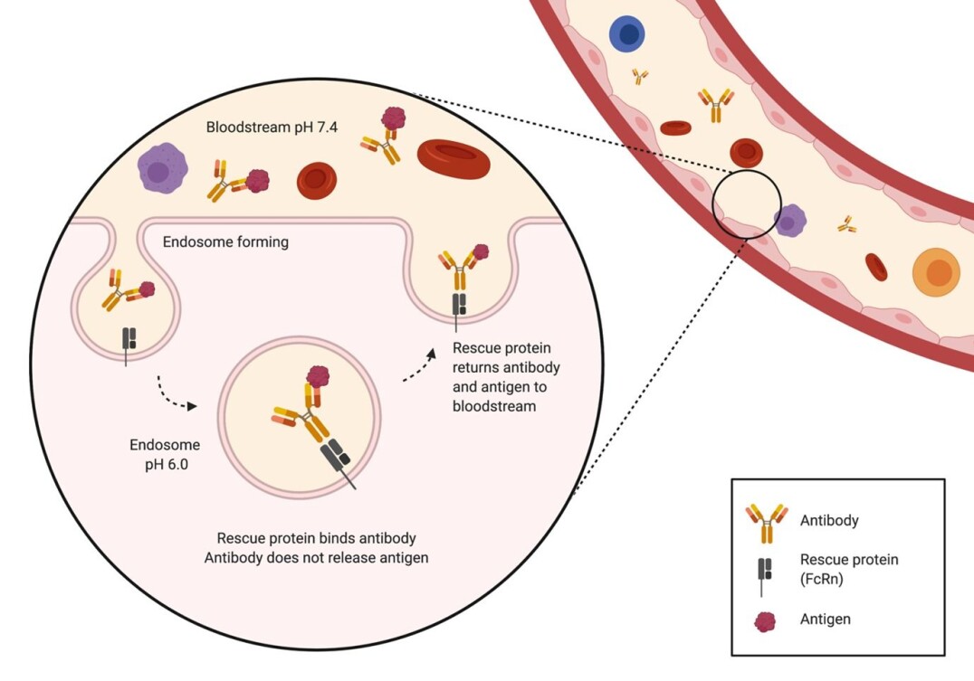 The figure shows the mechanism of antibody recycling using the rescue protein FcRn. The figure shows the mechanism of antibody recycling using the rescue protein FcRn.