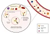 How Smart Antibodies Can Lead To Superior Treatments