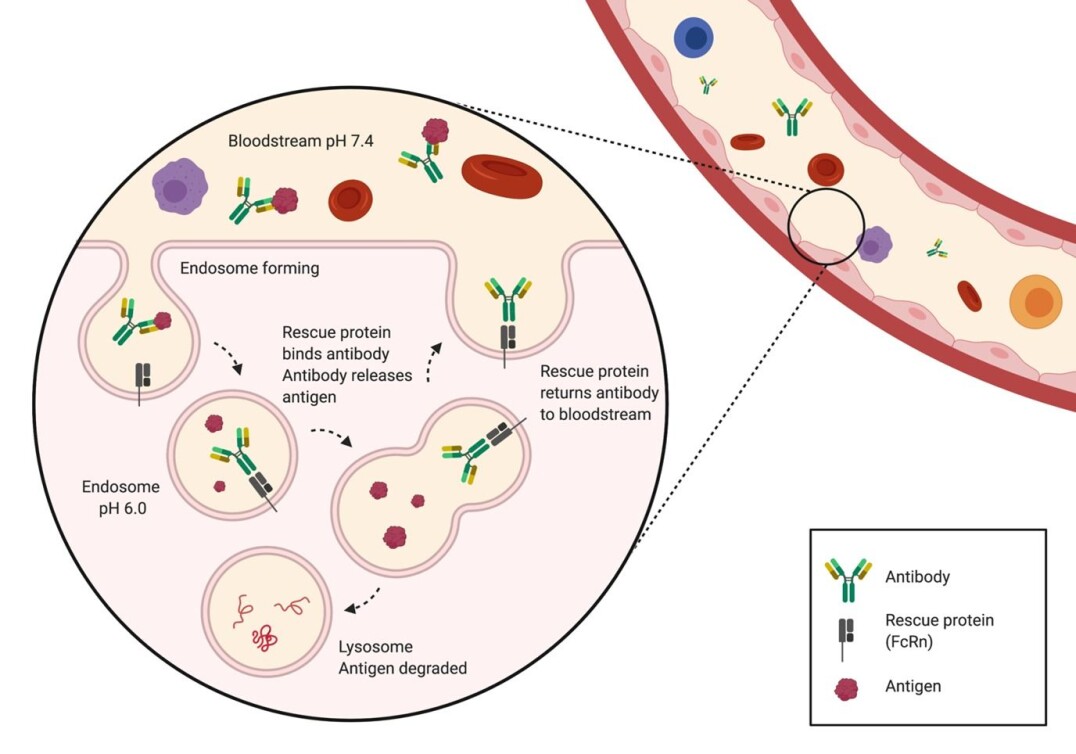 The figure shows antibodies being rescued after having released the antigen in the endosome. The antigen is then transported to the lysosome, where it is degraded. The figure shows antibodies being rescued after having released the antigen in the endosome. The antigen is then transported to the lysosome, where it is degraded.