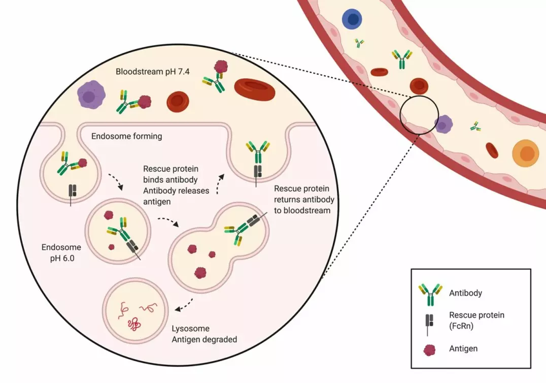 The figure shows antibodies being rescued after having released the antigen in the endosome. The antigen is then transported to the lysosome, where it is degraded.