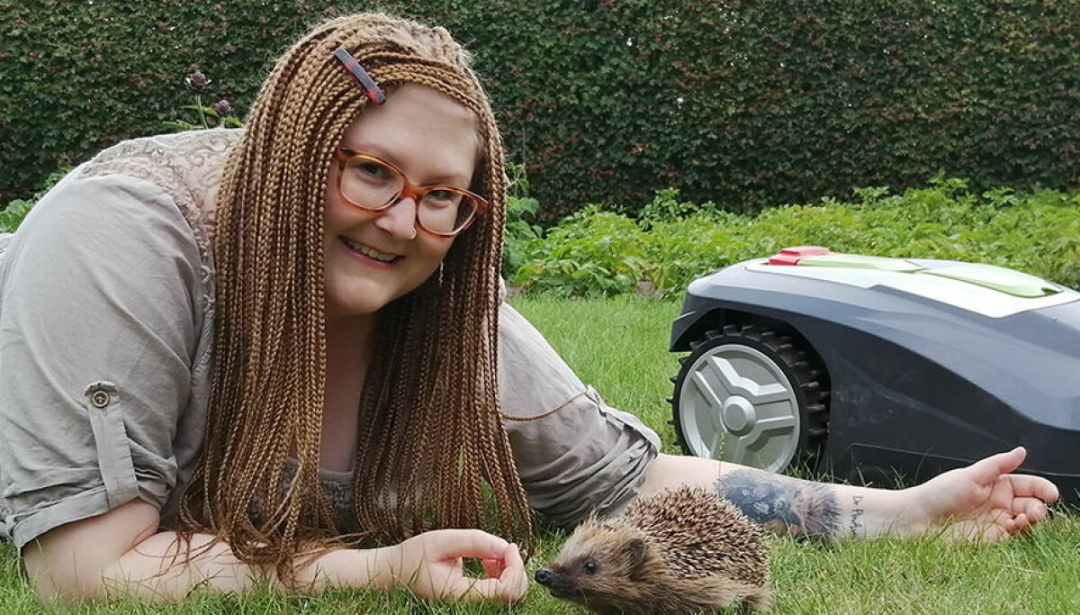 Do robotic lawn mowers hurt Dr Hedgehog has the answer