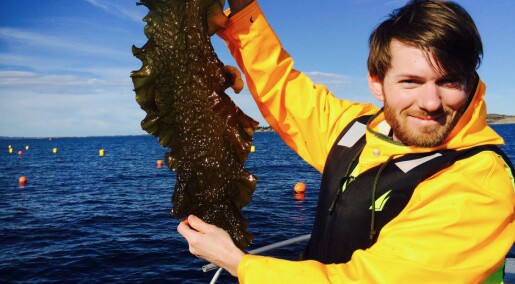 Serving up edible kelp to Michelin restaurants and supermarkets Serving up edible kelp to Michelin restaurants and supermarkets