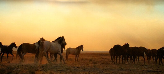 If horses hadn’t made it out of North America, they probably wouldn’t exist today