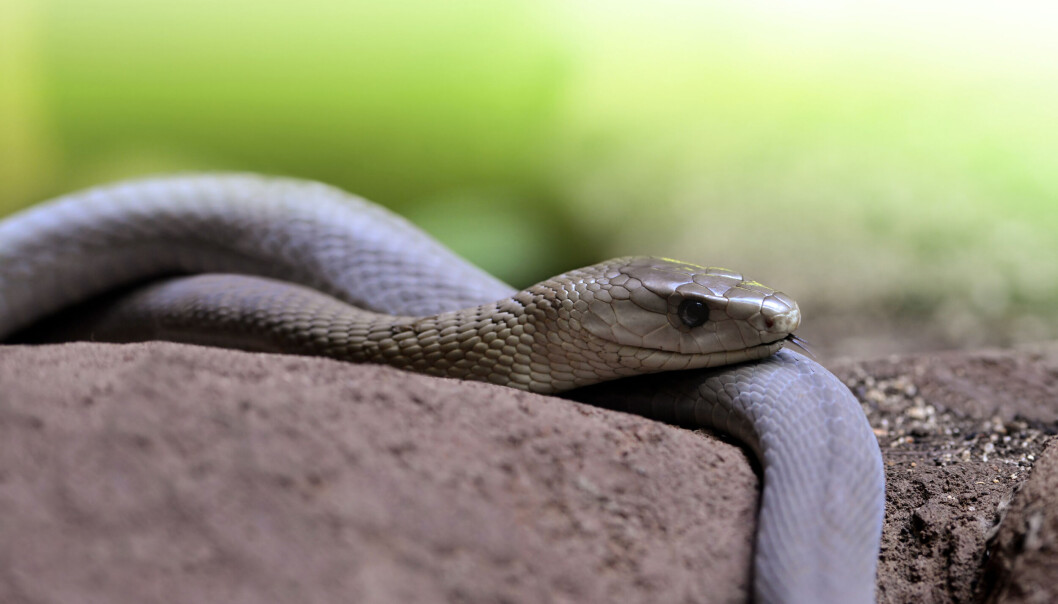 Scientists have discovered how venom from black mamba snakes (pictured) and cobras bind to nerve cells. The same toxins can be used to develop antidotes. Scientists have discovered how venom from black mamba snakes (pictured) and cobras bind to nerve cells. The same toxins can be used to develop antidotes.