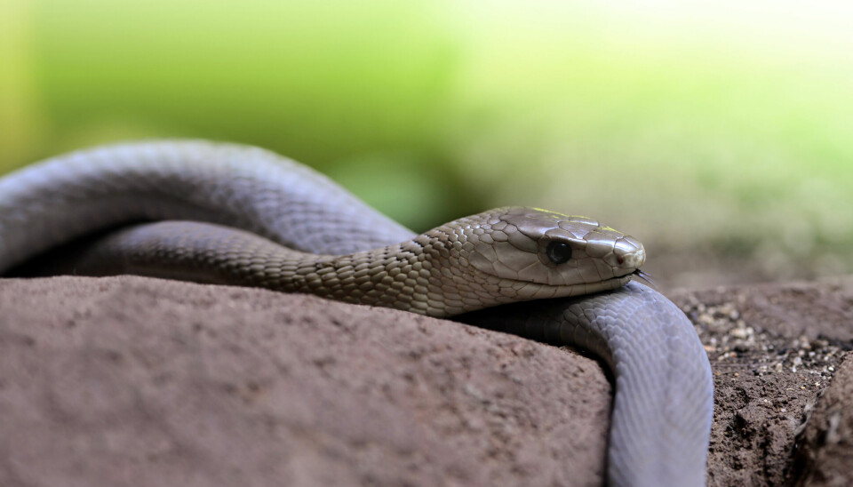 Scientists have discovered how venom from black mamba snakes (pictured) and cobras bind to nerve cells. The same toxins can be used to develop antidotes.