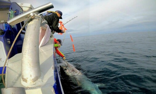 Researchers tracked a bluefin tuna’s 15 000 kilometre swim across the Atlantic and back