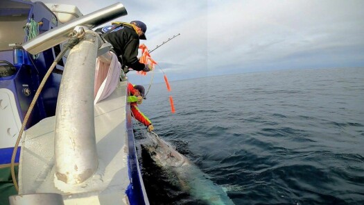 Researchers tracked a bluefin tuna’s 15 000 kilometre swim across the Atlantic and back Researchers tracked a bluefin tuna’s 15 000 kilometre swim across the Atlantic and back