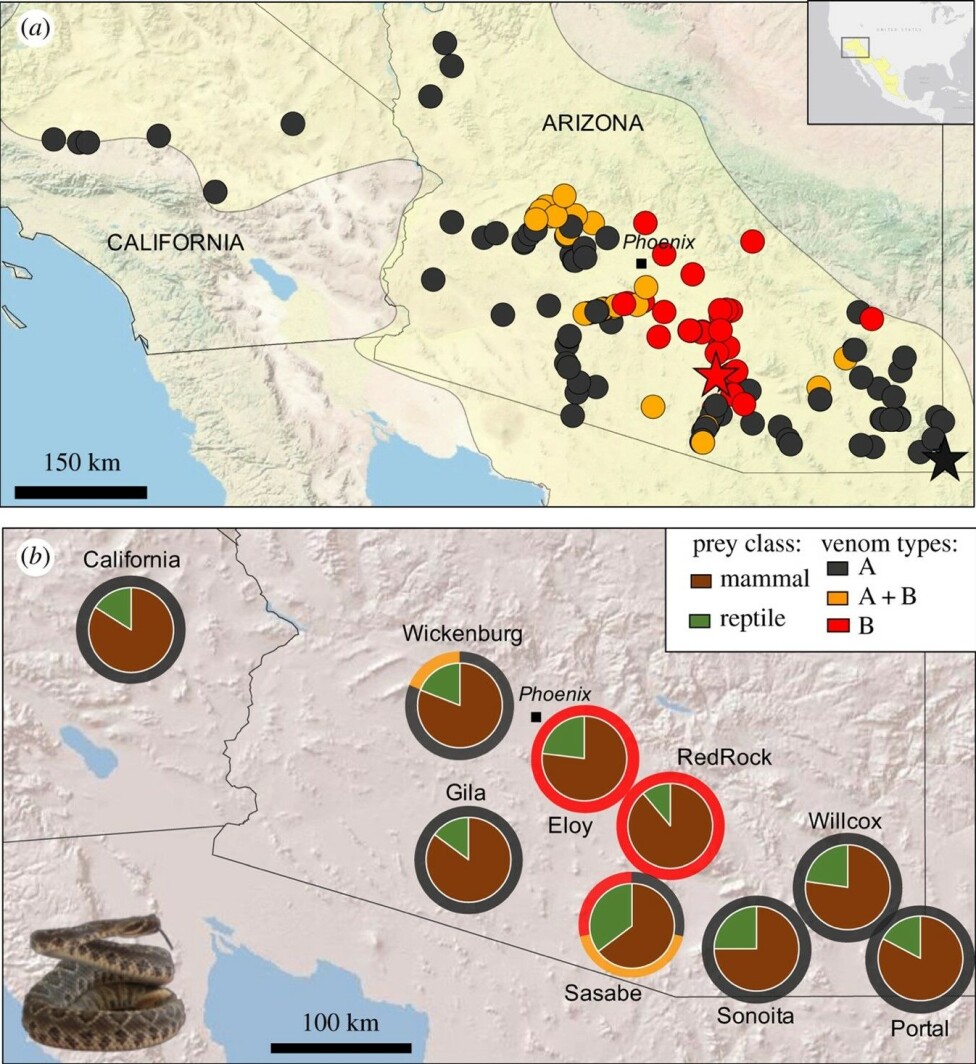 Geographic distribution of the three venom profiles found in the Mojave rattlesnake (Crotalus scutulatus). It is clear that venom variation cannot be traced back to diet for this species.