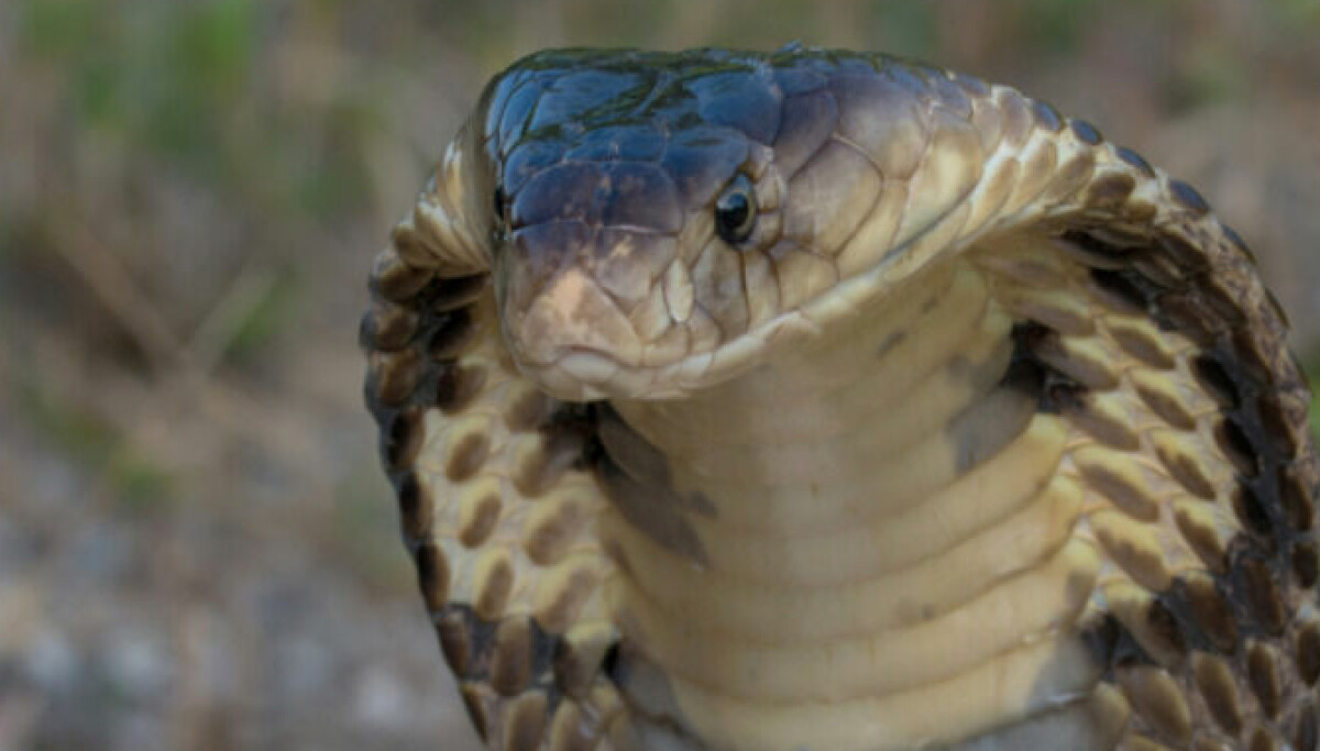 how long does rattlesnake venom take to kill you